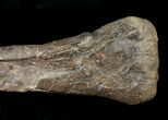Camptosaurus Tibia w/ Stand - Bone Cabin Quarry #14733-5